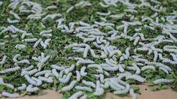 silkworms with leaves on the woven basket Stock Footage
