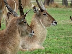 Kudu Herd Stock Footage