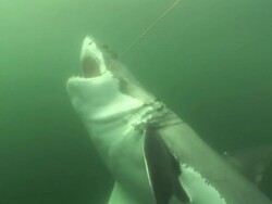 Medium Close Up hand-held pan-left tilt-down tilt-up - A great white shark pulls and thrashes with bait on a line. Stock Footage