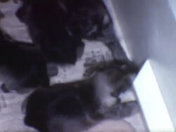 Feeding Puppies 1960's Stock Footage