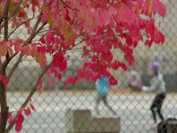 Girls playing tennis on the court at Autumn Stock Footage