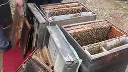 Beekeeper getting honey from the bee box Stock Footage