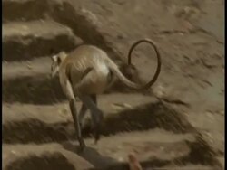 MS high speed Hanuman Langur, Semnopithecus entellus, running over rocks, Bandhavgarh National Park, India Stock Footage
