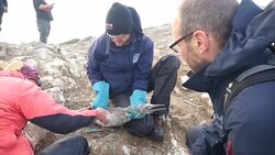 Plastic waste threatens sea birds on Grassholm News Clip