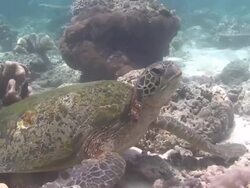 Turtle on the Reef Stock Footage