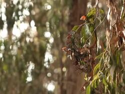 Monarch Butterflies Stock Footage