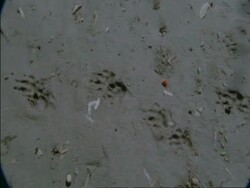 CU Red spider mites moving around, Botswana, Africa Stock Footage