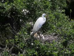 Egret Nest Stock Footage