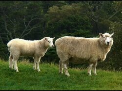 Baby Lamb Nurses, Drinks Milk From Mother Sheep  (Suckling) Stock Footage