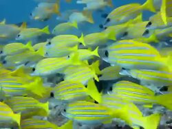 Yellow Fishes Stock Footage