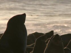 Cape fur seals (Arctocephalus pusillus) silhouetted by evening sun, Cape Cross, Namibia Stock Footage