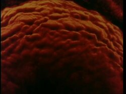 MS Red larval effect from above Stock Footage