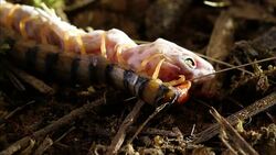 A centipede kills a gecko. Stock Footage