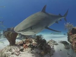 Tiger shark comes to camera Stock Footage