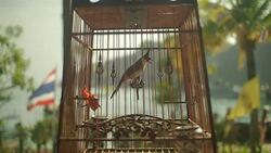 Red-Whiskered Bulbul in a Cage, Thailand Stock Footage
