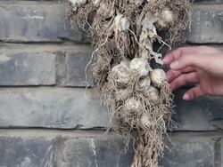 CU Bunch of garlic hanging on old Brick wall/xian,shaanxi,China Stock Footage