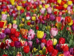 field of colorful tulips Stock Footage