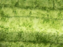 Plant cells Stock Footage