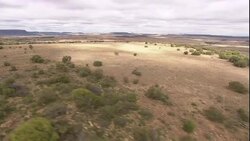 Bushes grow sparsely in a dry field on a mountain. Stock Footage