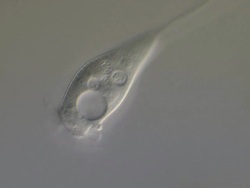 Vorticella filter feeding, large nucleus visible Stock Footage