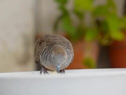Zebra dove  on bowl Stock Footage