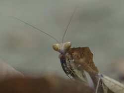 Dead leaf Mantis on leaf litter grooming Stock Footage