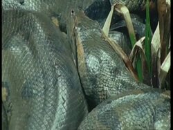 BCU Anaconda head, South America Stock Footage