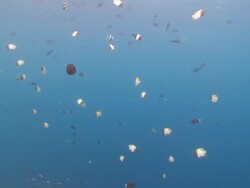 WS ZI Woman freediving in bikini in blue just off reef edge / Sipadan, Sabah, Malaysia Stock Footage
