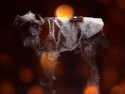 Dog Fashion Week Stock Footage
