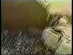 Robots designed to sniff out humans trapped under rubble News Clip