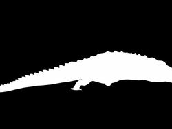 Crocodile Attack (Loopable) Stock Footage