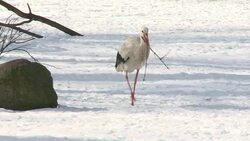 CLEAN : Storks bewildered by Polands News Clip