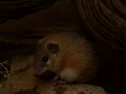 Spiny Mouse (Acomys cahirinus)  on sandston shelf at night Stock Footage