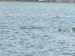 HD SLOW-MOTION: Dolphins Stock Footage