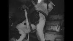 Airdrop of 'paratrooper' huskies in Labrador News Clip