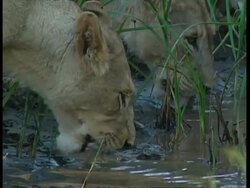 CU Two Lionesses lapping water from pool Stock Footage