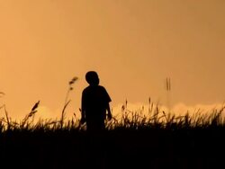 WONDERING WHEAT (HD) Stock Footage