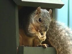 Oklahoma Squirrel Stock Footage