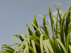 Green grass with sky Stock Footage