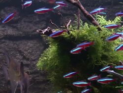 aquarium fish Stock Footage