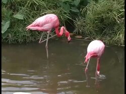 Flamingo Scratching His Head Stock Footage