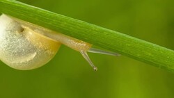 Snail Crawling On Blade Of Grass Stock Footage