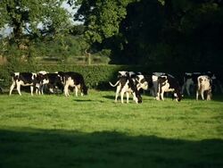Views Of British Farming Stock Footage