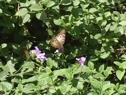 Peacock Butterfly Stock Footage