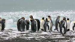 King Penguins head out to sea on a fishing trip past ice at Gold Harbour, South Georgia, Southern Ocean. Stock Footage