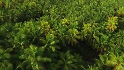 Moving over Coconut Palm trees with white birds flying about Stock Footage