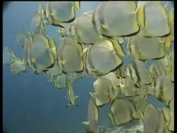 School of Boers Batfish swimming over reef, tilt down to Green Turtle, Sipadan, Borneo, Malaysia Stock Footage