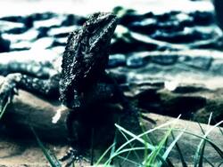 Lizard on rocks Stock Footage