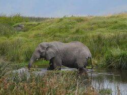MS Elephant grazing in water / Ngorongoro Conservation Area, Tanzania  Stock Footage