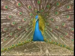 Peacock, courtship display, shakes with fanned out feathers, CU, Israel Stock Footage